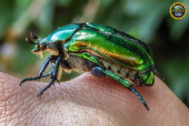 Protaetia affinis - smaragdzöld virágbogár
