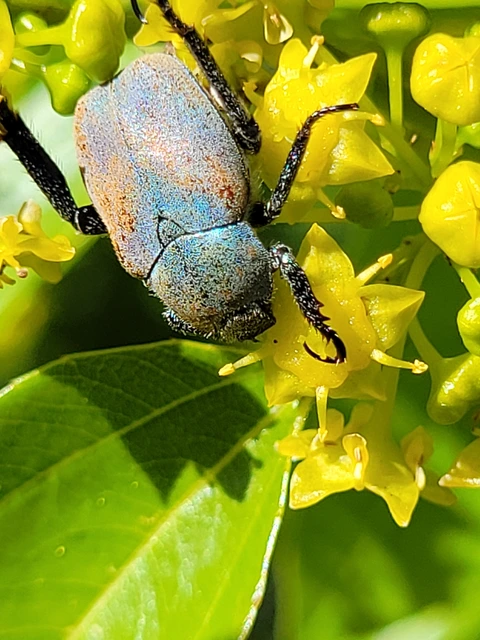 Hoplia argentea - ezüstös virágcserebogár