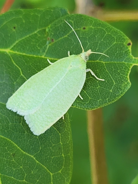 Tortrix viridana - tölgyilonca