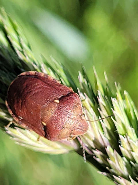Eurygaster Eurygaster