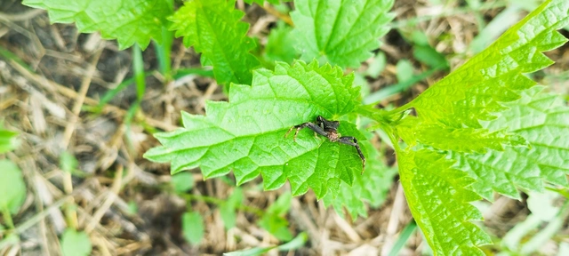 Pistius truncatus - csonka karolópók
