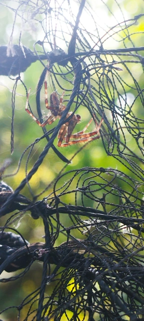 Araneus diadematus - koronás keresztespók