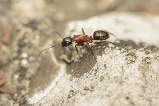 Camponotus ligniperda - faodvasító lóhangya