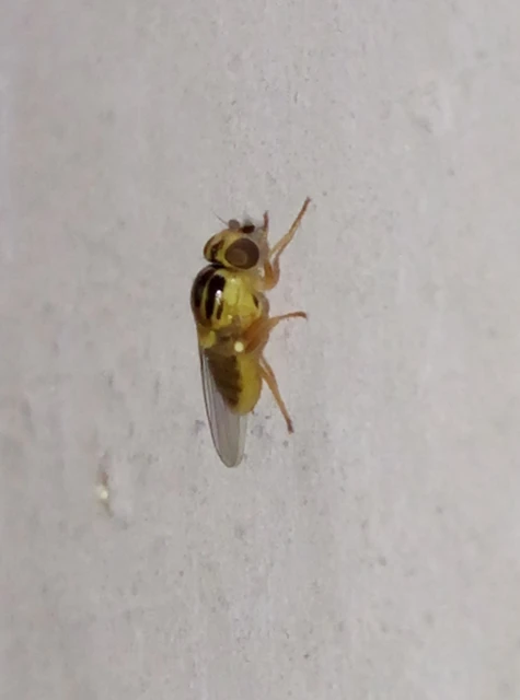 Chloropinae