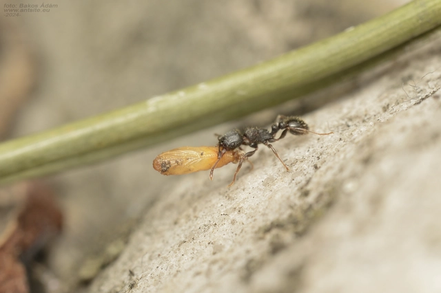Tetramorium moravicum - morva gyepihangya