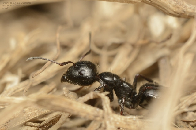 Camponotus atricolor - nyerges lóhangya