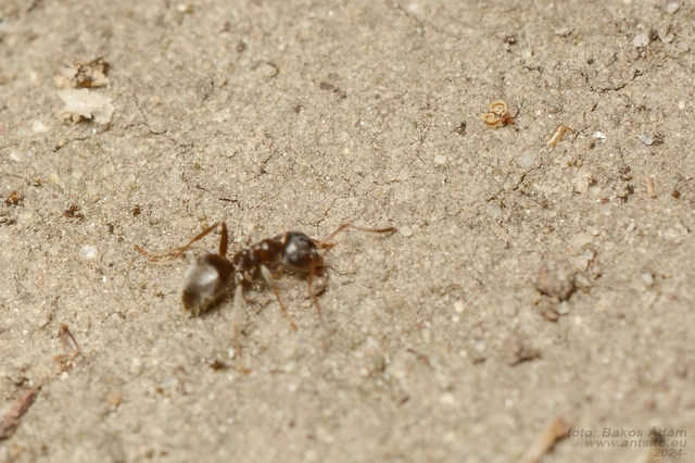 Lasius alienus - kövi feketehangya