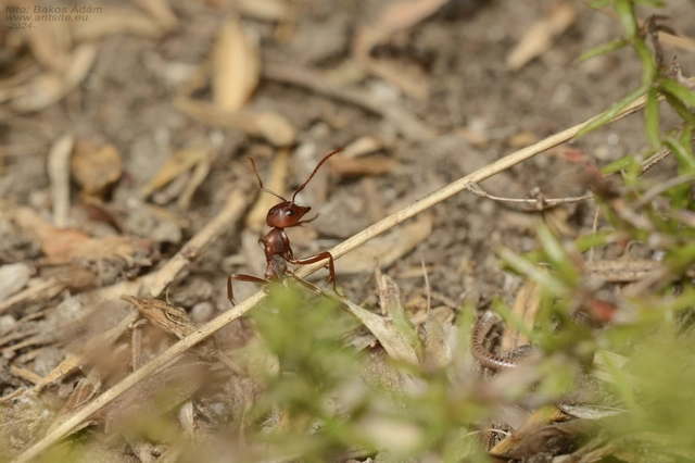 Polyergus rufescens - amazonhangya
