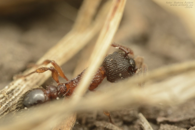 Myrmica schencki - kétszínű bütyköshangya