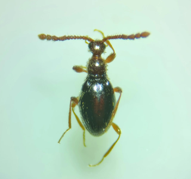 Euconnus motschulskyi