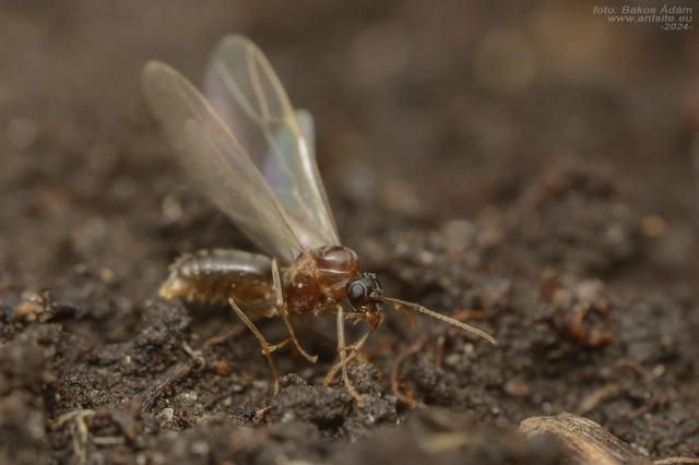 Lasius alienus - kövi feketehangya