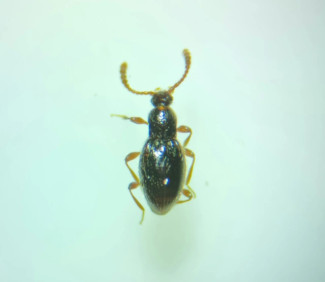 Neuraphes