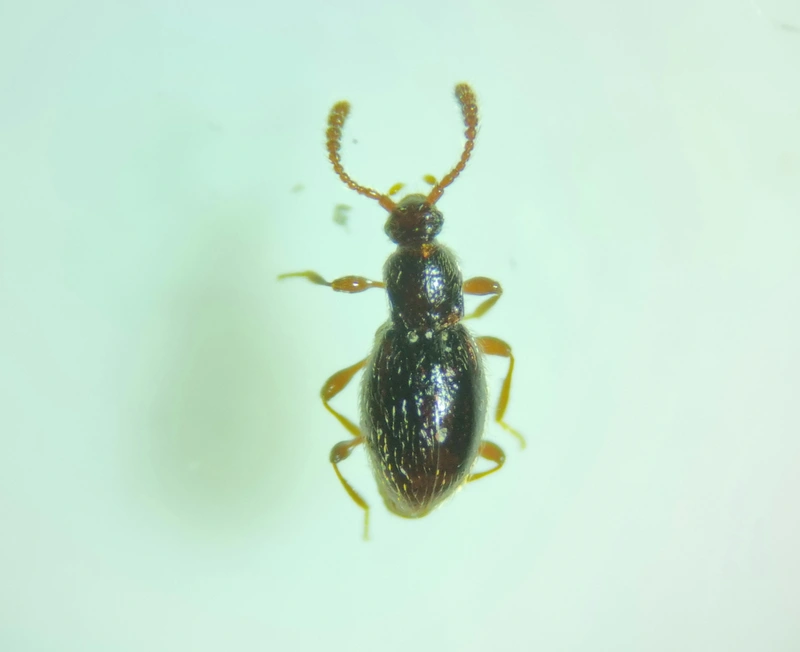 Neuraphes