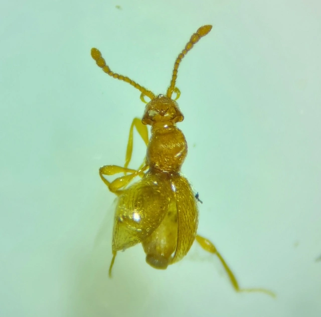 Scydmaenus hellwigii - odvasfejű gödörkésbogár
