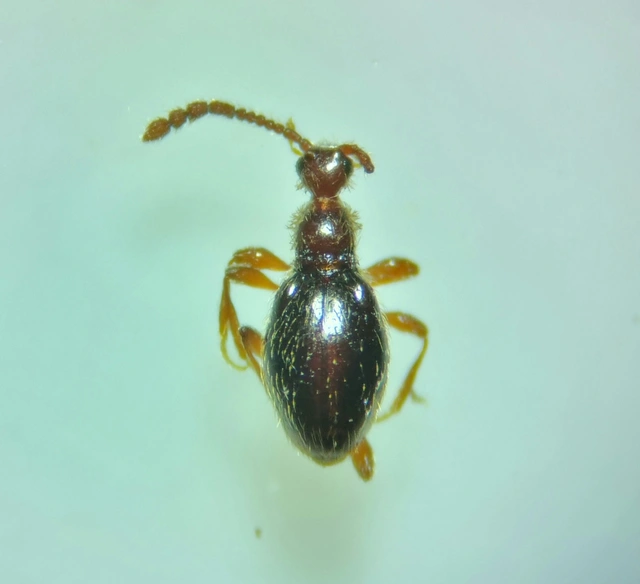 Euconnus motschulskyi
