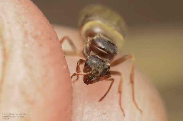 Lasius alienus - kövi feketehangya