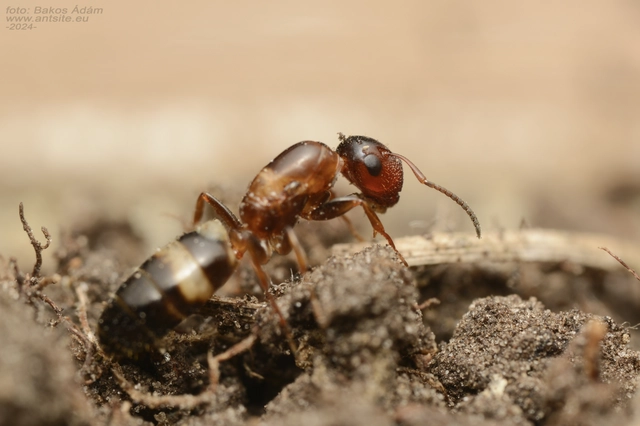 Colobopsis truncata - kapushangya
