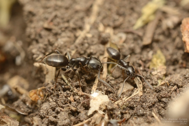 Tapinoma erraticum - kóborhangya