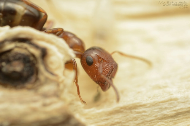 Colobopsis truncata - kapushangya