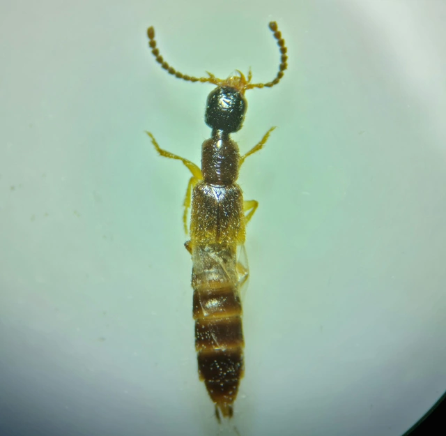 Neobisnius procerulus - kétszínű ganajholyva