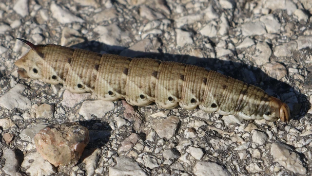 Agrius convolvuli - szulákszender