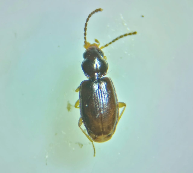Tachys bistriatus - közönséges martfutó
