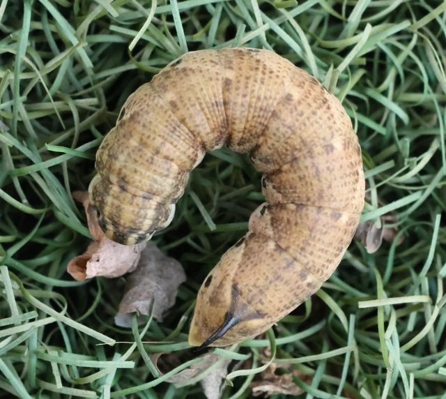 Agrius convolvuli - szulákszender