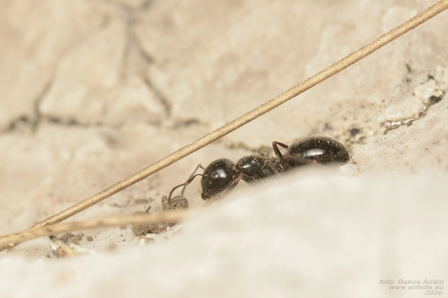 Camponotus atricolor - nyerges lóhangya