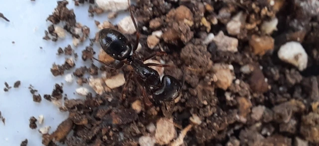 Camponotus aethiops - szőrös lóhangya