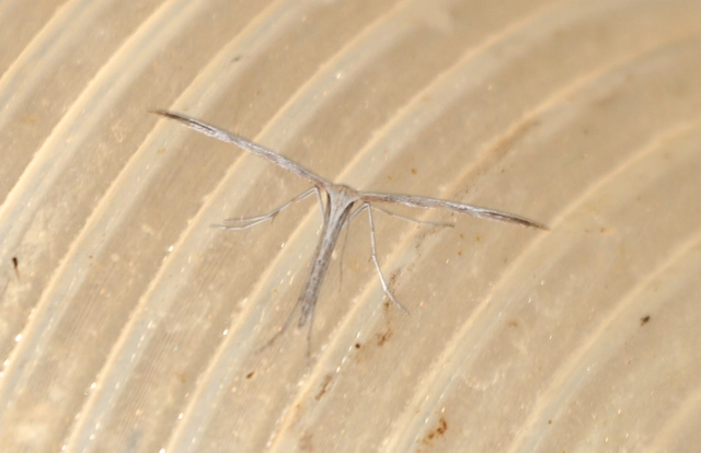 Pterophoridae - tollasmolyfélék