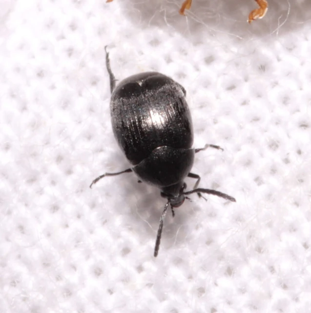 Spermophagus
