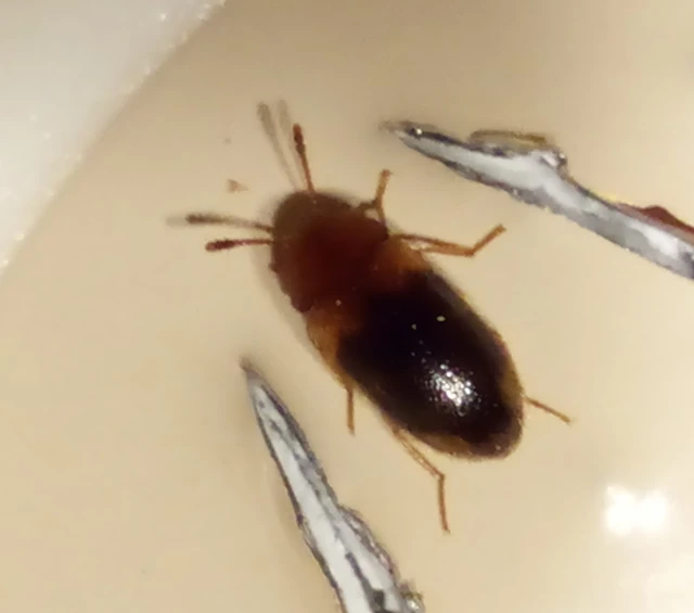Triphyllus bicolor - kétszínű gombabogár