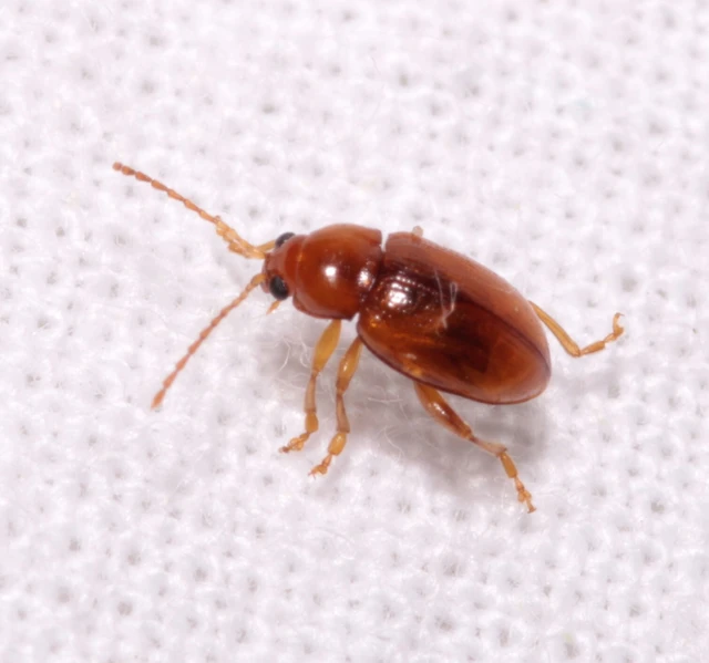 Neocrepidodera ferruginea - közönséges pázsitfű-földibolha