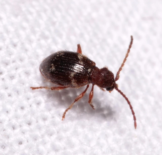 Ptinus rufipes - vöröslábú tolvajbogár