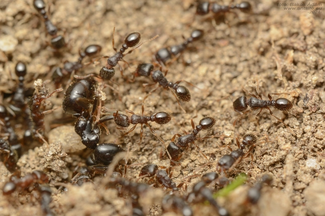 Tetramorium