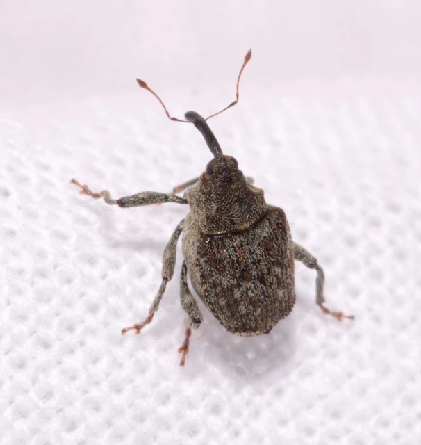 Parethelcus pollinarius - csalánporzó ormányos