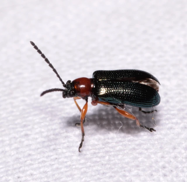 Oulema melanopus/duftschmidi