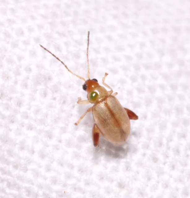 Longitarsus