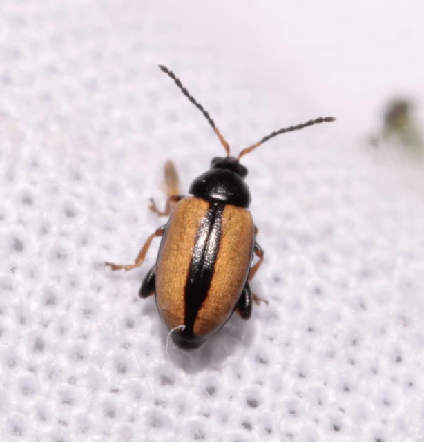 Phyllotreta armoraciae - tormabolha