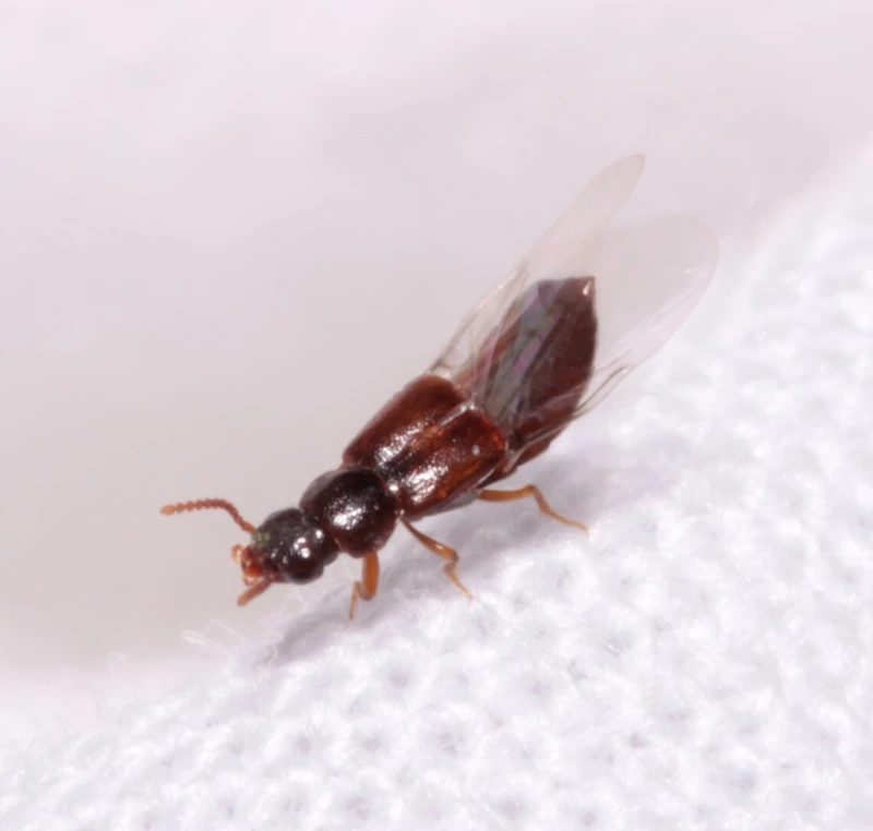 Xylodromus concinnus