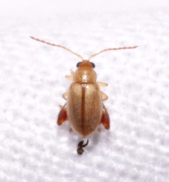 Longitarsus