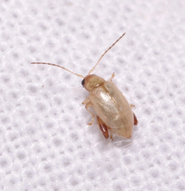 Longitarsus