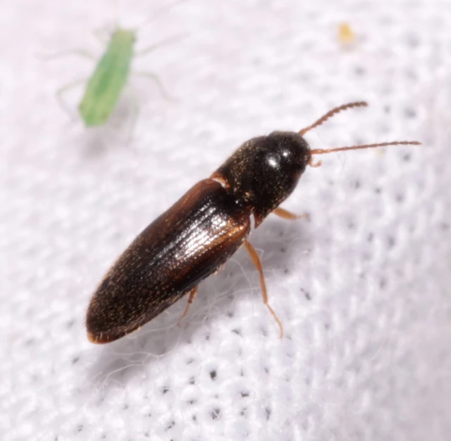 Adrastus rachifer - közönséges cserjepattanó
