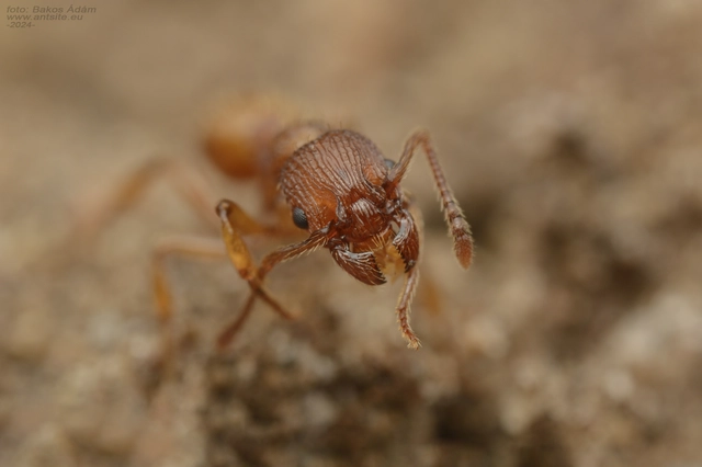 Myrmica sabuleti - gyakori bütyköshangya