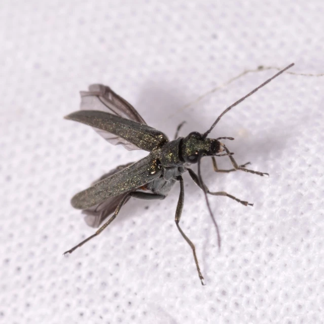 Oedemera