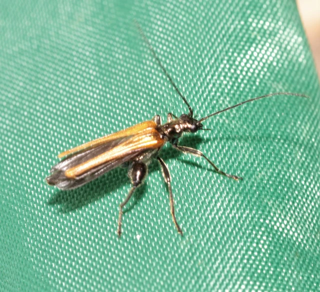 Oedemera femorata - sárgahátú álcincér