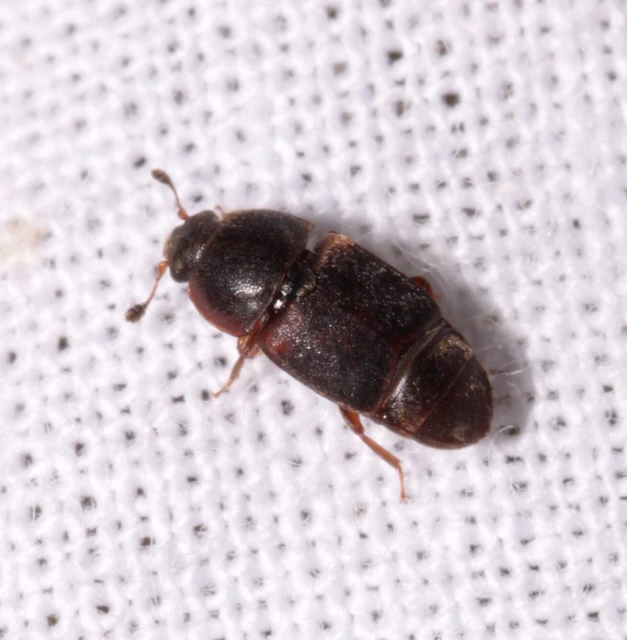 Urophorus humeralis - vállfoltos gyümölcsfénybogár Urophorus humeralis - vállfoltos gyümölcsfénybogár