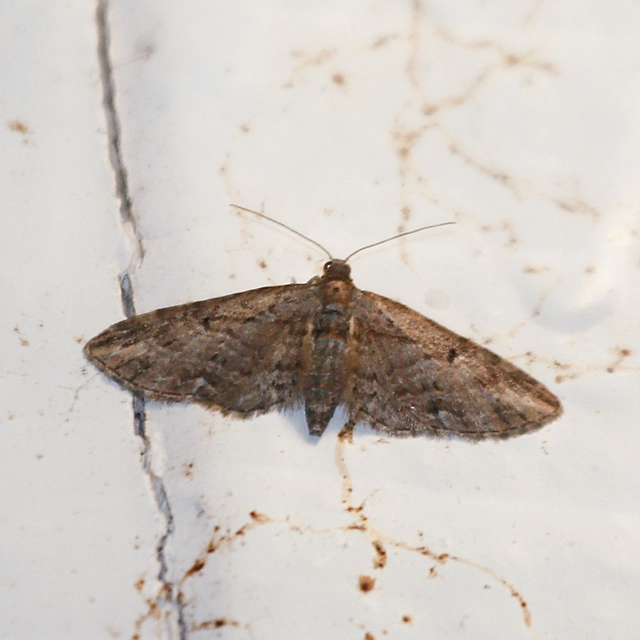 Eupithecia ericeata - feketefenyő-törpearaszoló