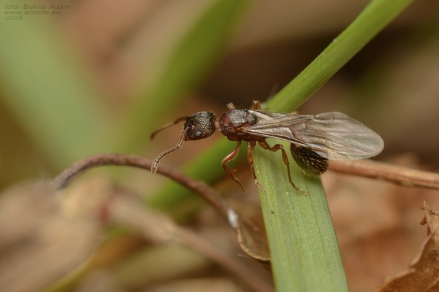 Myrmica sabuleti - gyakori bütyköshangya