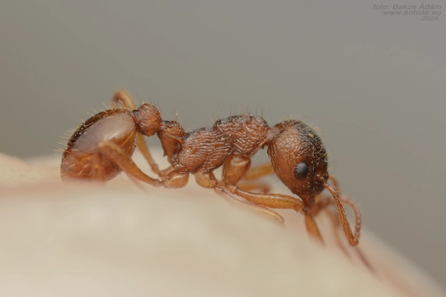 Myrmica ruginodis - erdei bütyköshangya